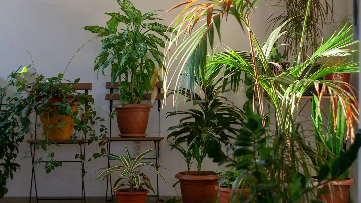 Indoor plants in terracotta pots arranged in a bright apartment corner, with sunlight illuminating the scene.